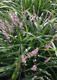 Liriope muscari 'Big Blue'